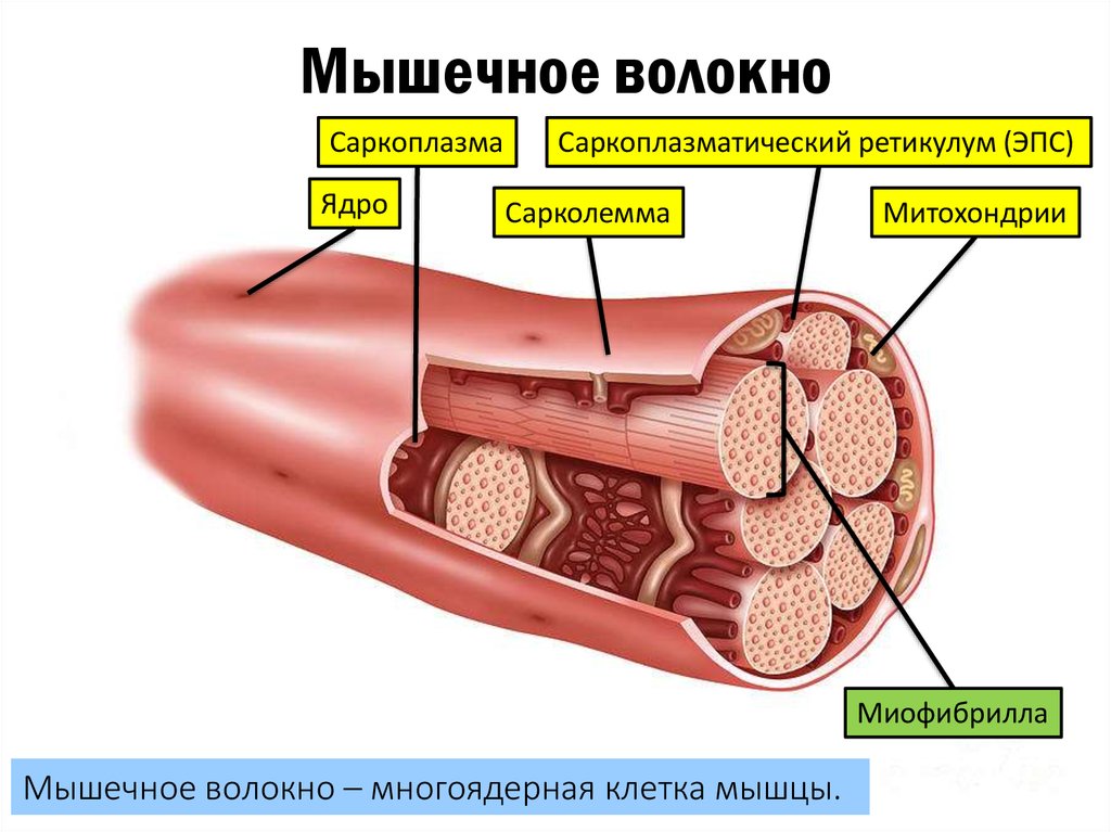 Гипертрофия мышц: миофибриллярная и саркоплазматическая, на химии и без. Гипертрофия мышц: миофибриллярная и саркоплазматическая, на химии и без.