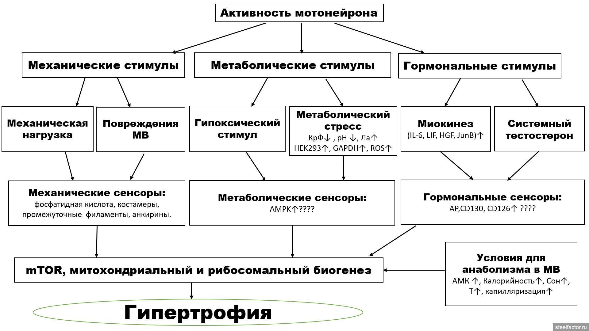 Схема гипертрофии и гиперплазии в сравнении с нормальной клеткой