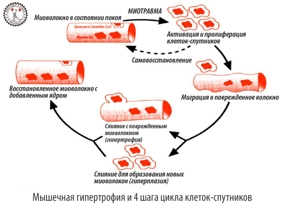 клетки саттелиты.jpg