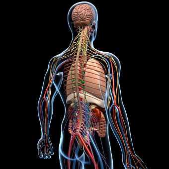 Неврологический фактор в наращивании мышечной массы. 