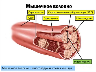Гипертрофия мышц: миофибриллярная и саркоплазматическая, на химии и без.